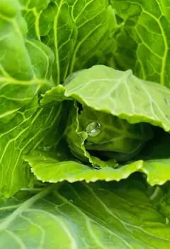 Feuilles de salade fraîches
