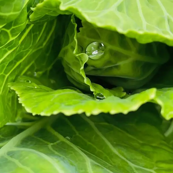 Feuilles de salade fraîches